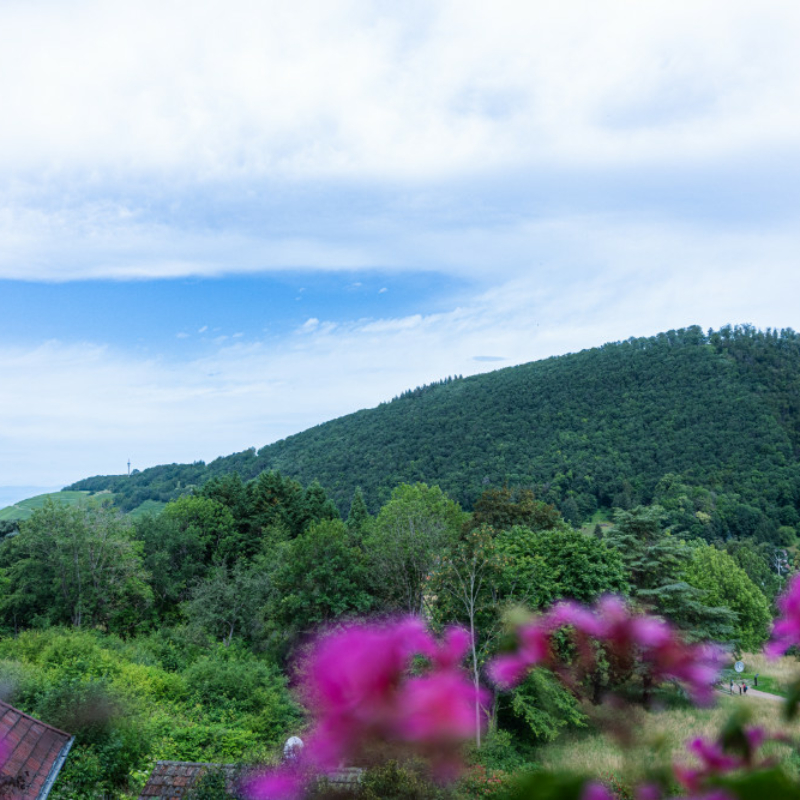 impression-zimmer-ausblick